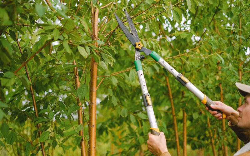 Tree trimming in Murrayville, GA